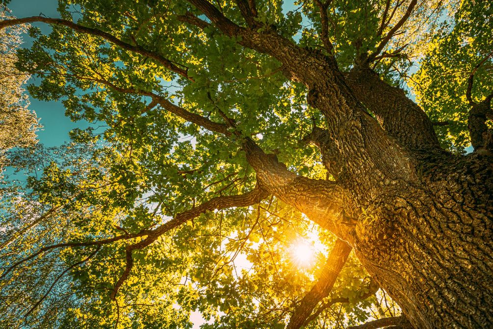 Sun shining through oak tree branches