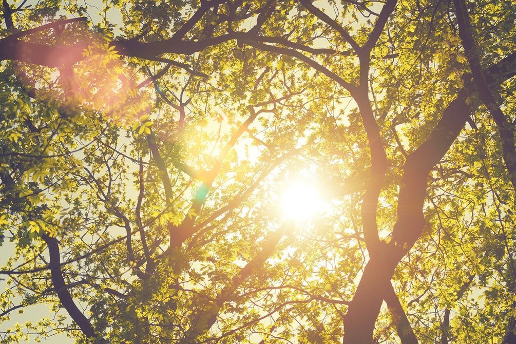 Sunlight shining through forest trees